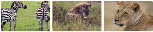 Zebra - Haina - Panther